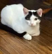 An adult medium-sized male Domestic Short Hair cat named Zorro for adoption in West Chester, PA
