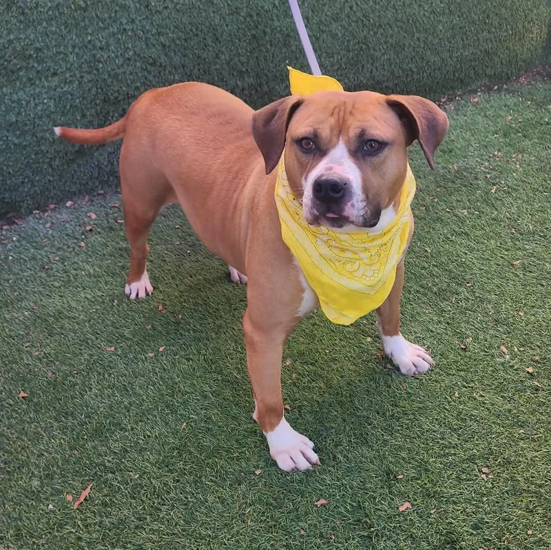 An adult medium-sized female Brown / Chocolate Black Mouth Cur dog named Mazi for adoption in Oak Point, TX