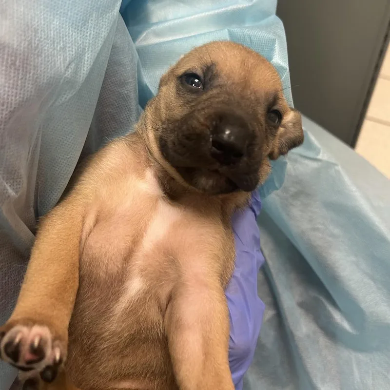 A baby small-sized male Yellow / Tan / Blond / Fawn Mixed Breed dog named Wilt for adoption in Charleston, WV