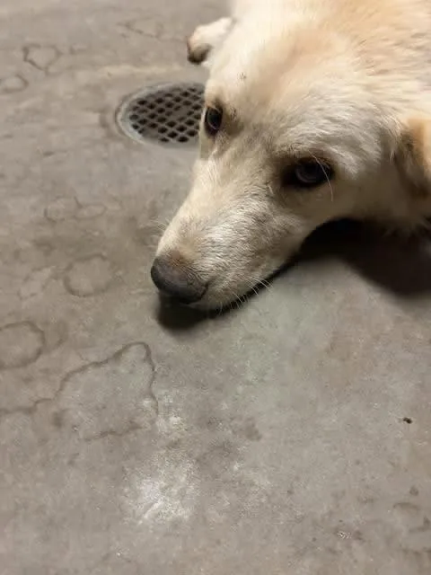 A young medium-sized male White / Cream Golden Retriever dog named Rex for adoption in Estes Park, CO