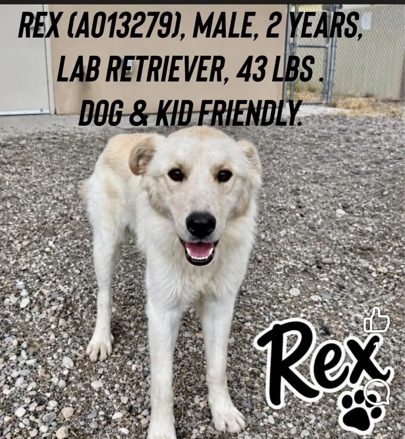 Rex thumbnail 5