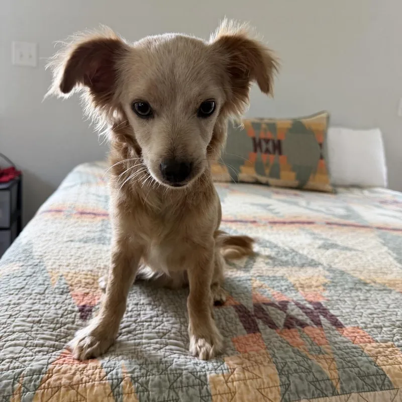 A young small-sized male Yellow / Tan / Blond / Fawn Chihuahua dog named Tres for adoption in Chaska, MN