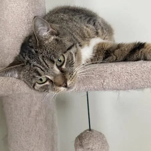 Sky Captain thumbnail 2