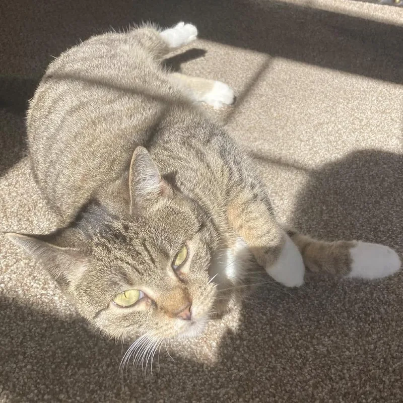 Sky Captain thumbnail 4