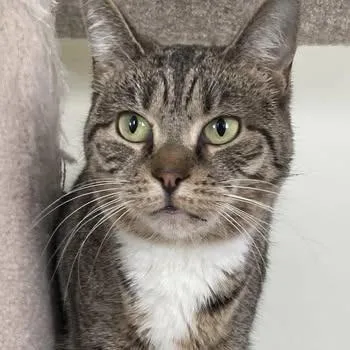 Sky Captain thumbnail 6