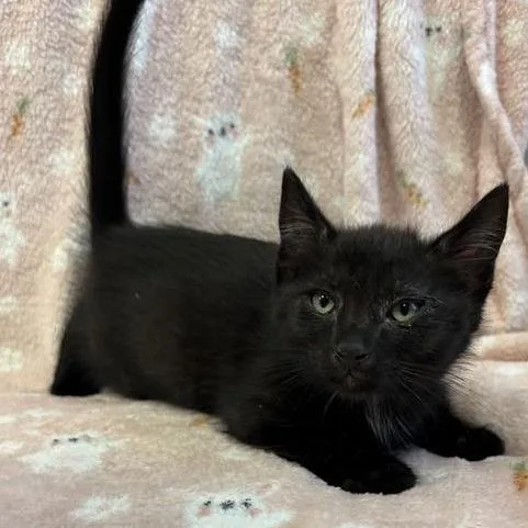 A baby small-sized male Black Domestic Short Hair cat named Cole for adoption in Hawthorne, CA