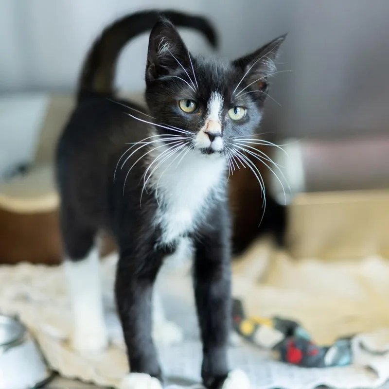 Tuxie thumbnail 6