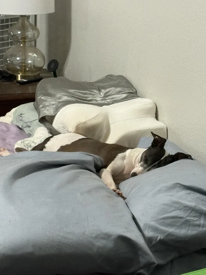 An adult small-sized male Gray / Blue / Silver Italian Greyhound dog named Max for adoption in Athens, TX