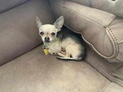 A young small-sized male Chihuahua dog named Batman for adoption in Wilkesboro, NC