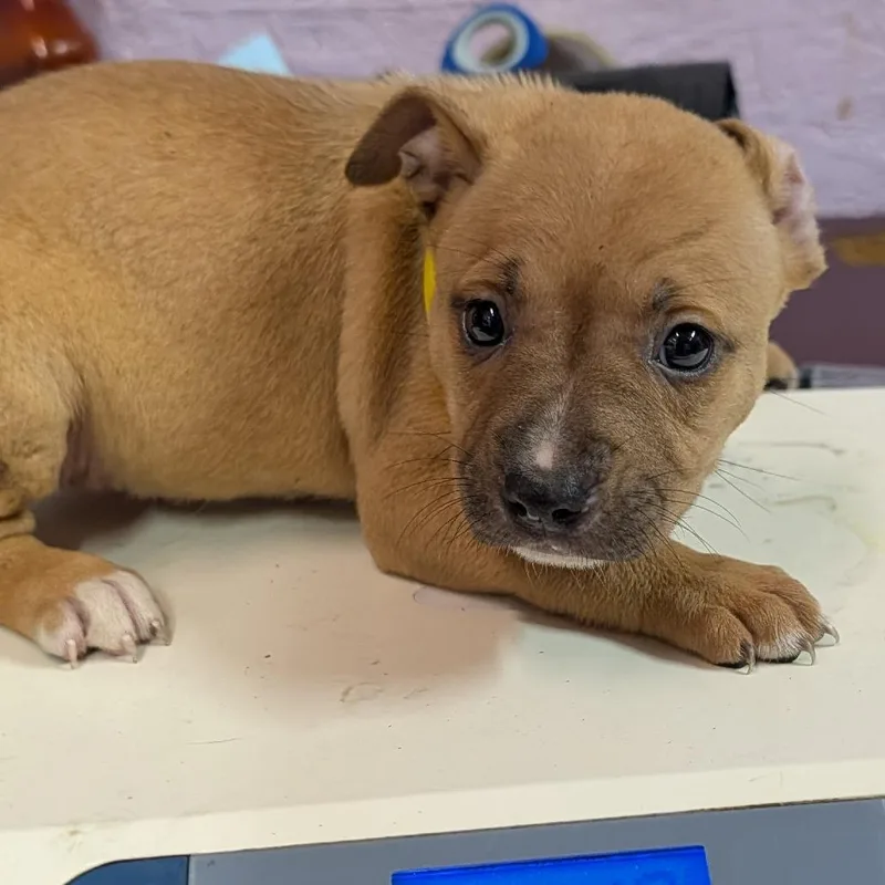 A baby large-sized female Yellow / Tan / Blond / Fawn Mixed Breed dog named Maple for adoption in Jefferson city, TN