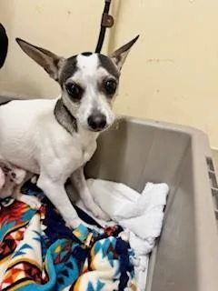 A young small-sized male Parson Russell Terrier dog named Tostada for adoption in Fremont, CA