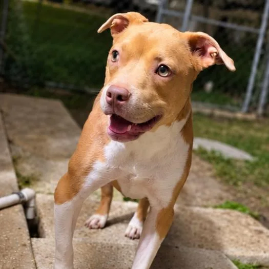 An adult medium-sized female Yellow / Tan / Blond / Fawn Pit Bull Terrier dog named Nala for adoption in Kissimmee, FL