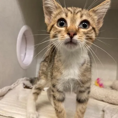 A baby small-sized male Brown / Chocolate Domestic Short Hair cat named Brandon for adoption in Dayton, OH
