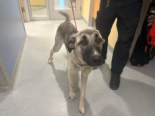 A young large-sized female Anatolian Shepherd dog named Dolly for adoption in Tustin, CA
