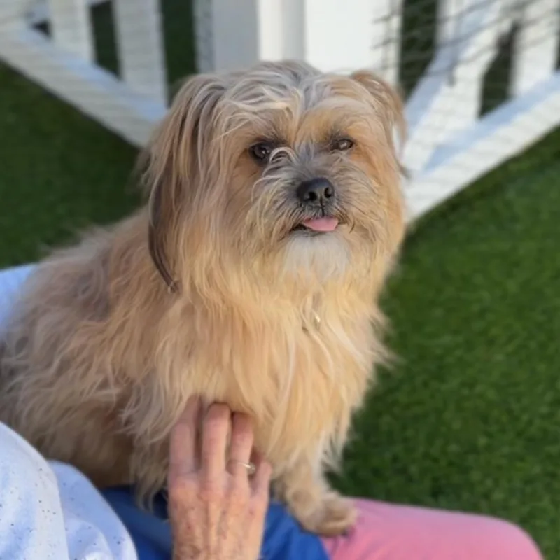 A young small-sized male Yellow / Tan / Blond / Fawn Cairn Terrier dog named Sopa A for adoption in Mission Hills, CA