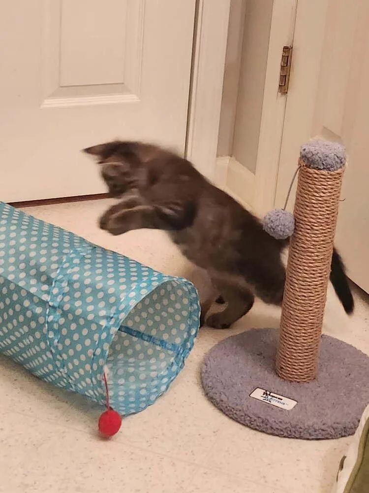 A baby small-sized male Tabby (Brown / Chocolate) Domestic Medium Hair cat named Sebastian for adoption in Salisbury, NC