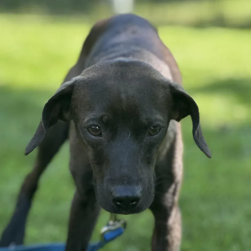 A young small-sized male Labrador Retriever dog named Roscoe for adoption in Bartlett, IL