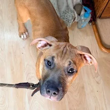 Scooby