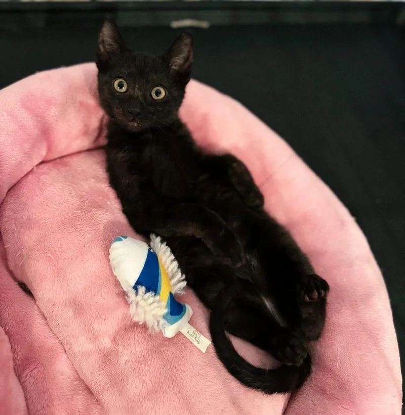 A baby small-sized female Black American Shorthair cat named Olive for adoption in Staten Island, NY