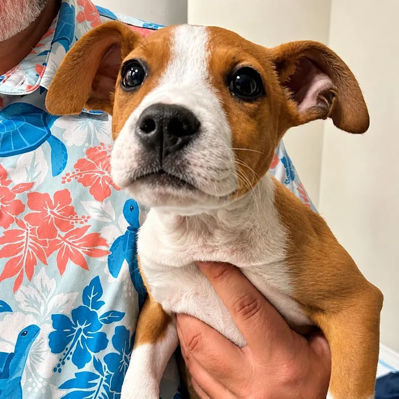 A baby small-sized female Brown / Chocolate Rat Terrier dog named Rosie for adoption in Lutz, FL