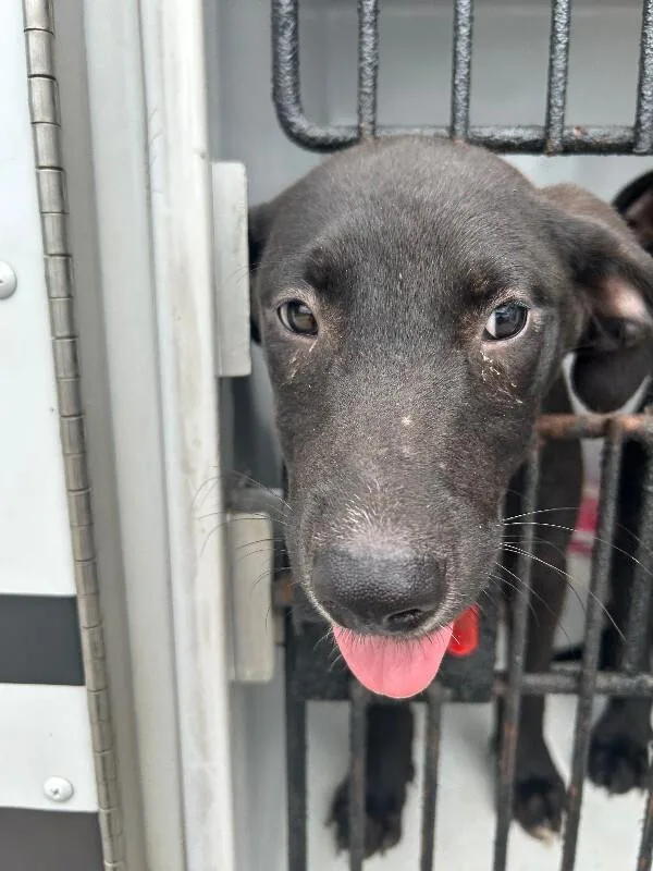 A young small-sized male Black Labrador Retriever dog named Larry for adoption in Mobile, AL