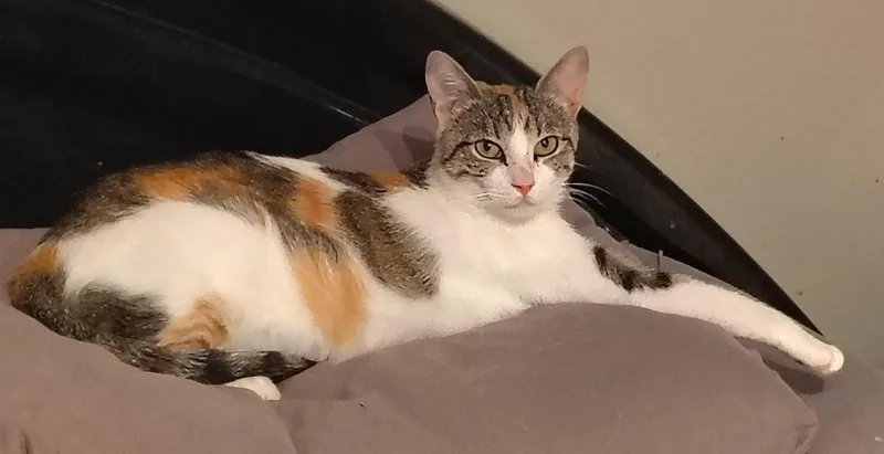 An adult medium-sized female Calico cat named Callie for adoption in Glendale, AZ
