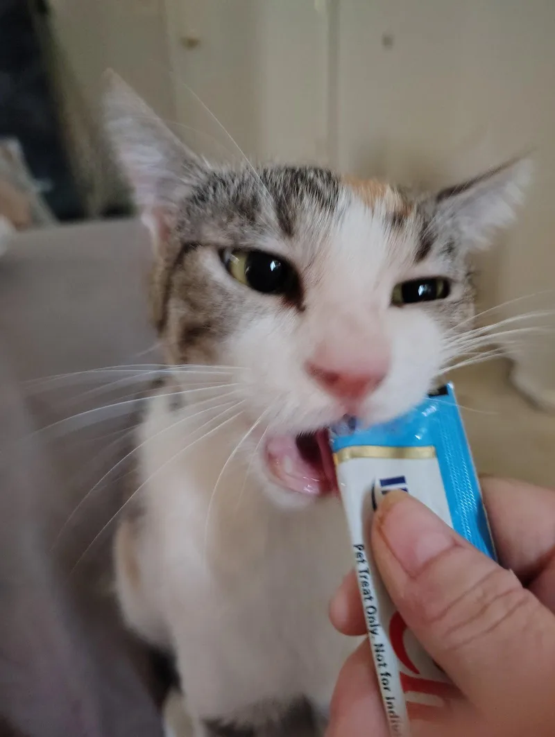 Callie thumbnail 3