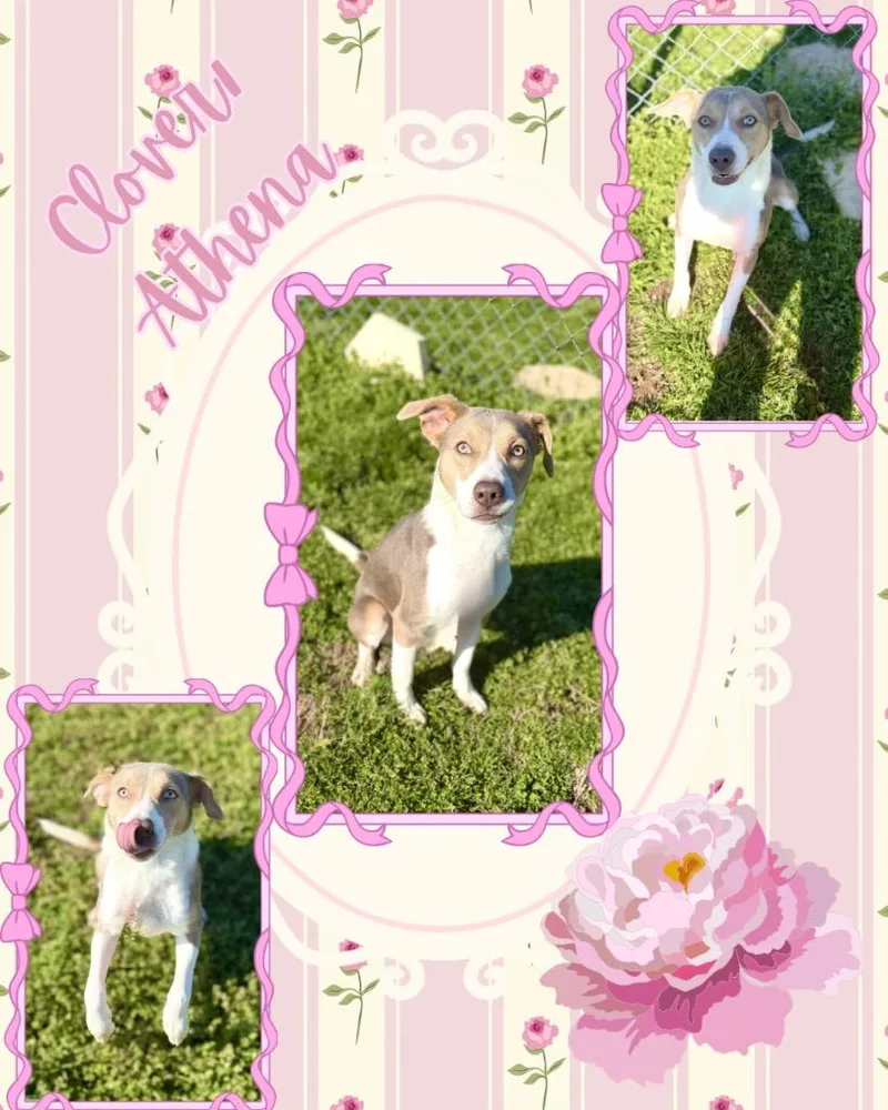 Cloverathena thumbnail 3