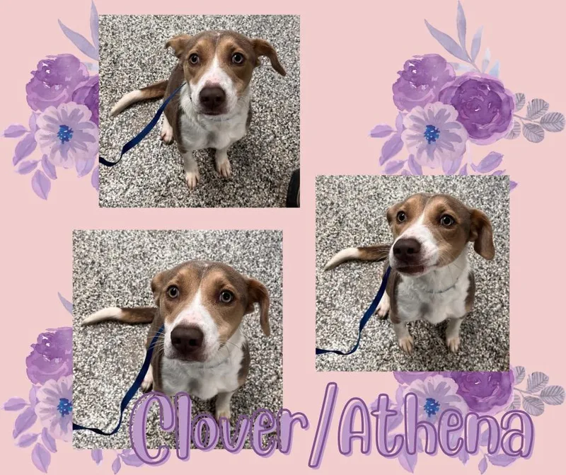 Cloverathena thumbnail 6