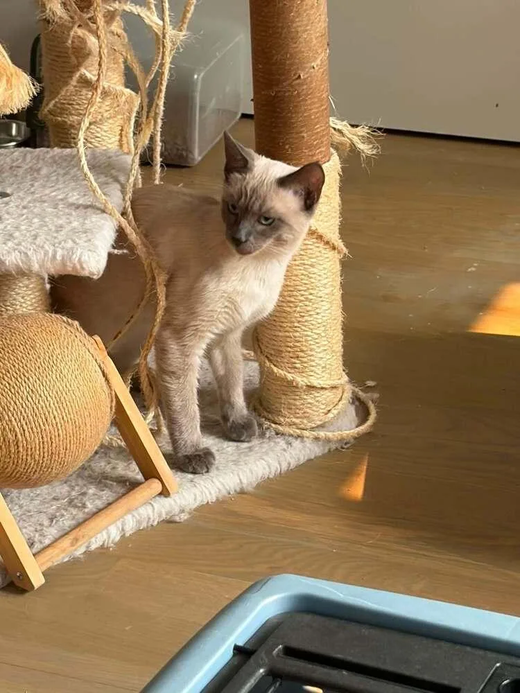 A baby medium-sized male Gray & White Siamese cat named Apollo for adoption in Chicago, IL