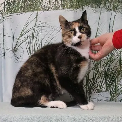 An adult medium-sized female Domestic Short Hair cat named Flip Flop for adoption in West Chester, PA