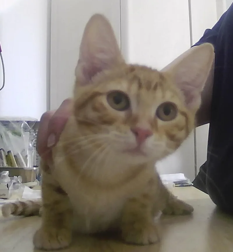 A baby small-sized male Tabby (Orange / Red) Domestic Short Hair cat named Chandler for adoption in Anoka, MN
