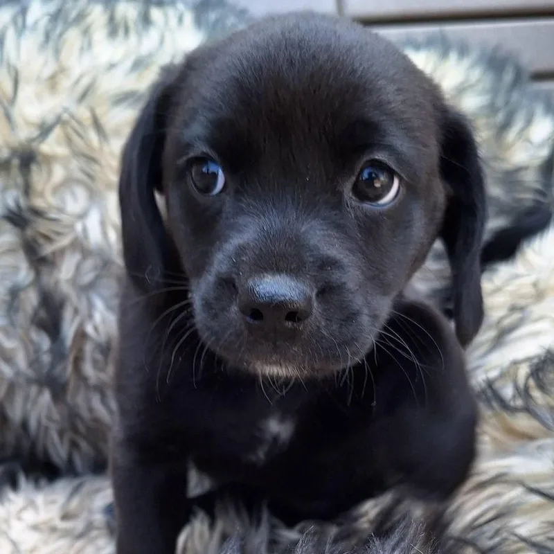 A baby medium-sized female Labrador Retriever dog named Bali for adoption in Valparaiso, IN