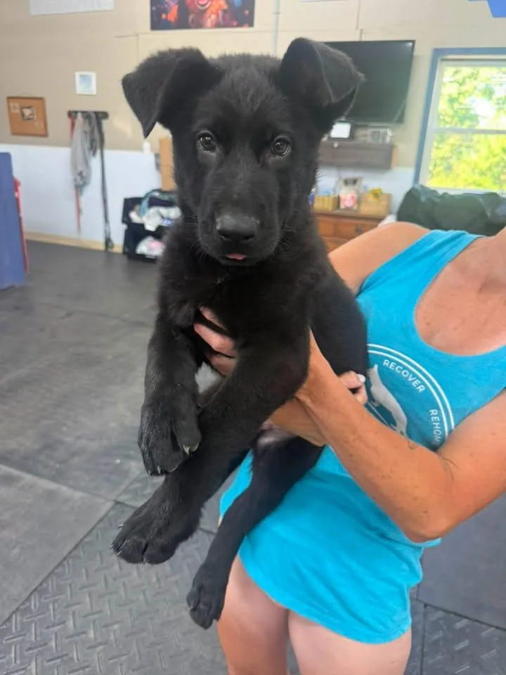 A young medium-sized male Black German Shepherd Dog dog named Porky for adoption in Grantville, PA