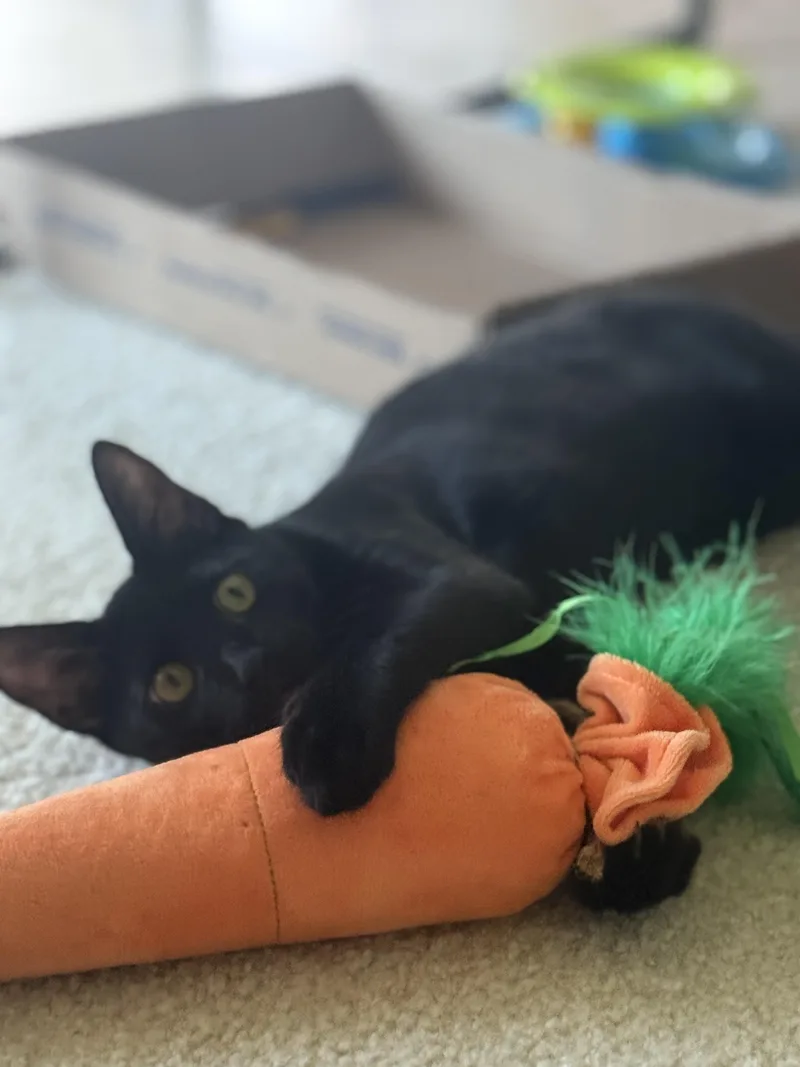 A baby medium-sized male Black Bombay cat named Angel for adoption in Kissimmee, FL
