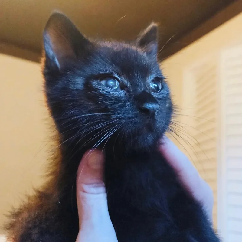 A baby small-sized male Black Domestic Short Hair cat named Grizz for adoption in Tacoma, WA