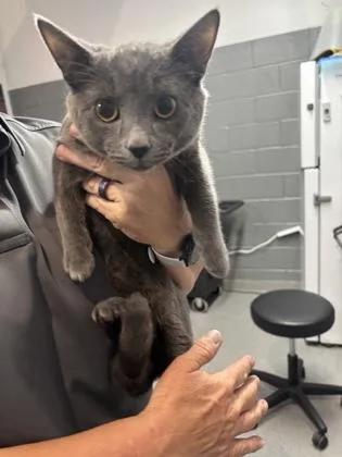 An adult medium-sized male Domestic Short Hair cat named Sansa for adoption in West Chester, PA