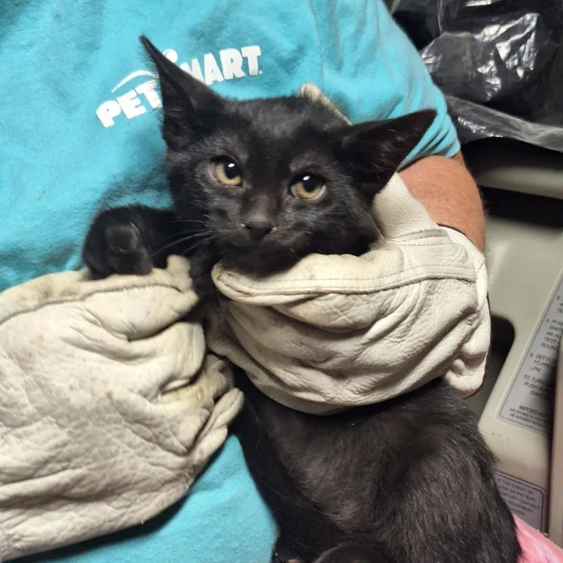 A baby small-sized male Black American Shorthair cat named Jabba for adoption in Grantsville, UT