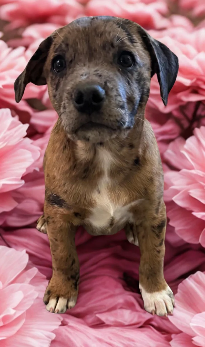 A baby medium-sized female Brindle Australian Cattle Dog / Blue Heeler dog named Bingo for adoption in Aguanga, CA