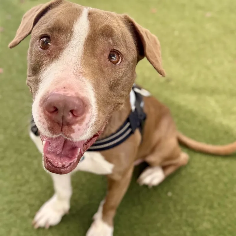 A senior medium-sized female Apricot / Beige American Staffordshire Terrier dog named Velvet for adoption in Fort Lauderdale, FL
