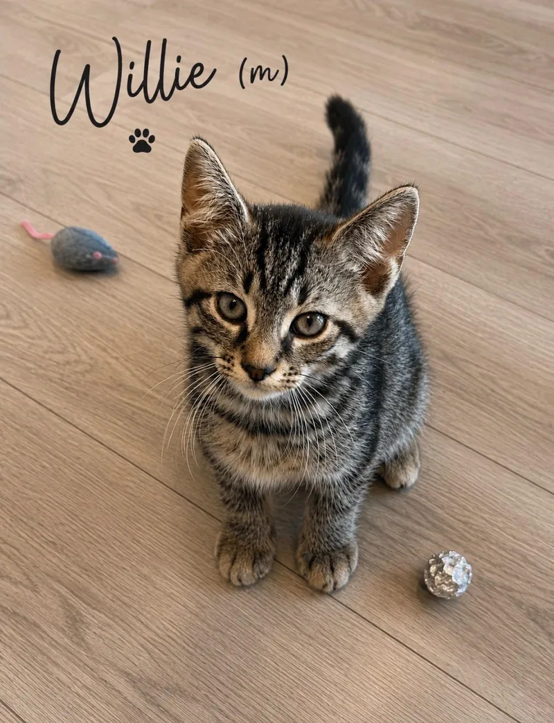 A baby medium-sized male Tabby (Brown / Chocolate) Domestic Short Hair cat named Willie for adoption in Medina, OH
