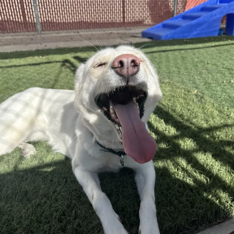 An adult medium-sized female Husky dog named Snow for adoption in Murray, UT