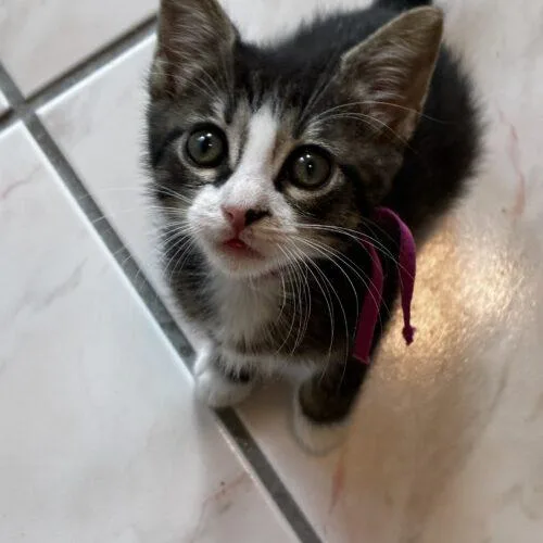 A baby small-sized female Domestic Short Hair cat named Sunday for adoption in Tampa, FL