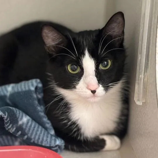 A young medium-sized female Black Domestic Short Hair cat named Paladin Danse for adoption in Davenport, IA