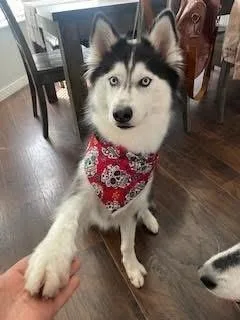 Novalola thumbnail 2