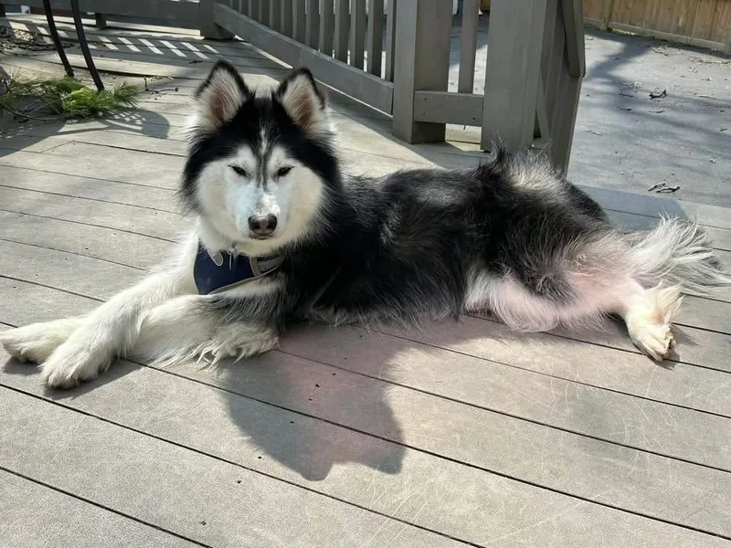 Novalola thumbnail 3