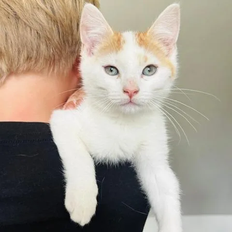 A young medium-sized male Orange & White Domestic Short Hair cat named Wind for adoption in Evanston, IL