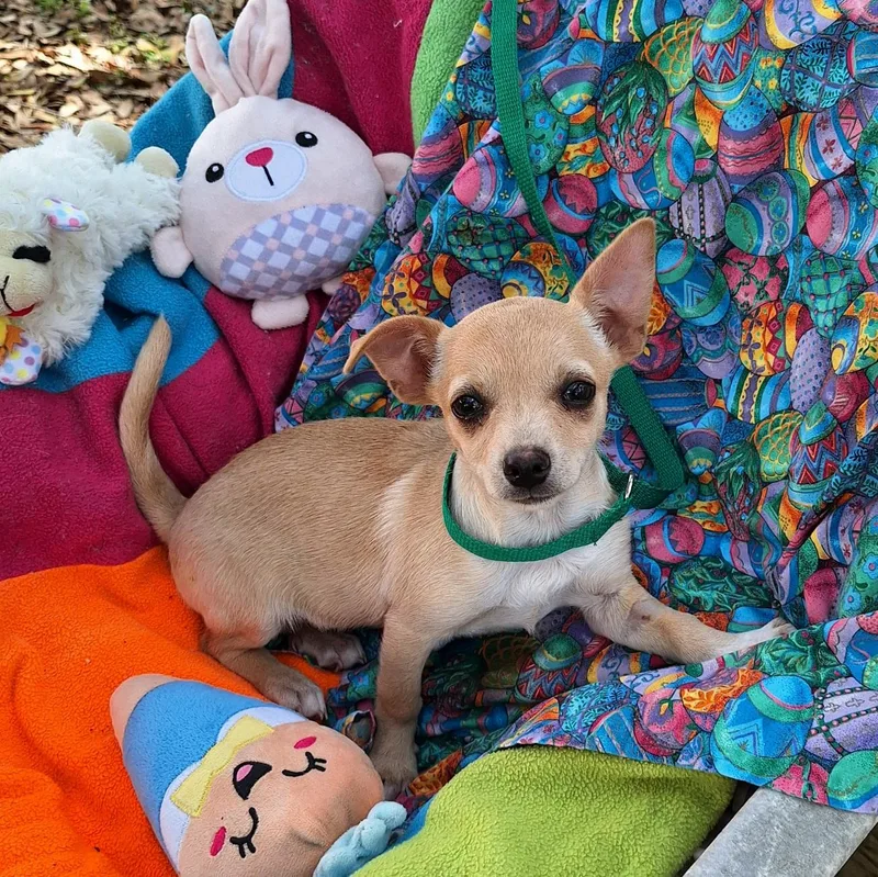 Saska Wvt thumbnail 2