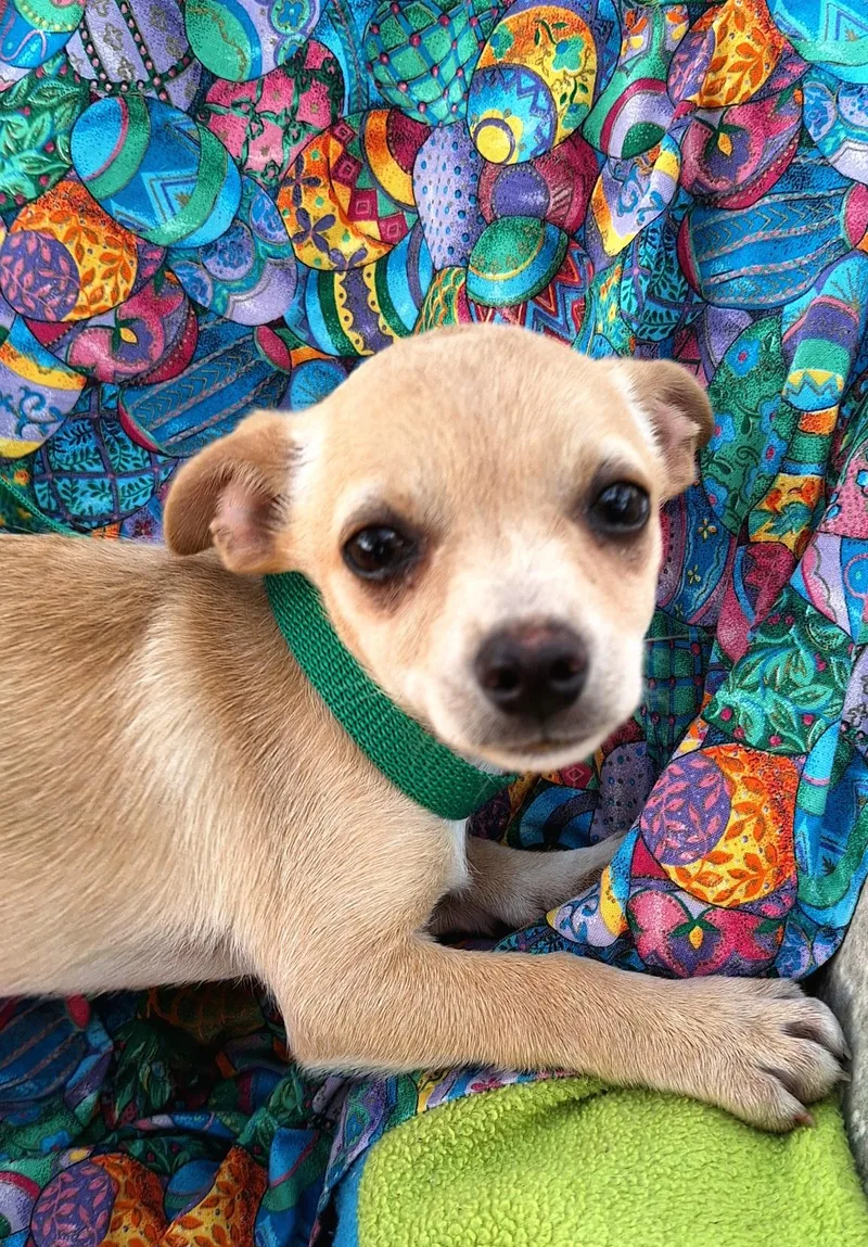 Saska Wvt thumbnail 4