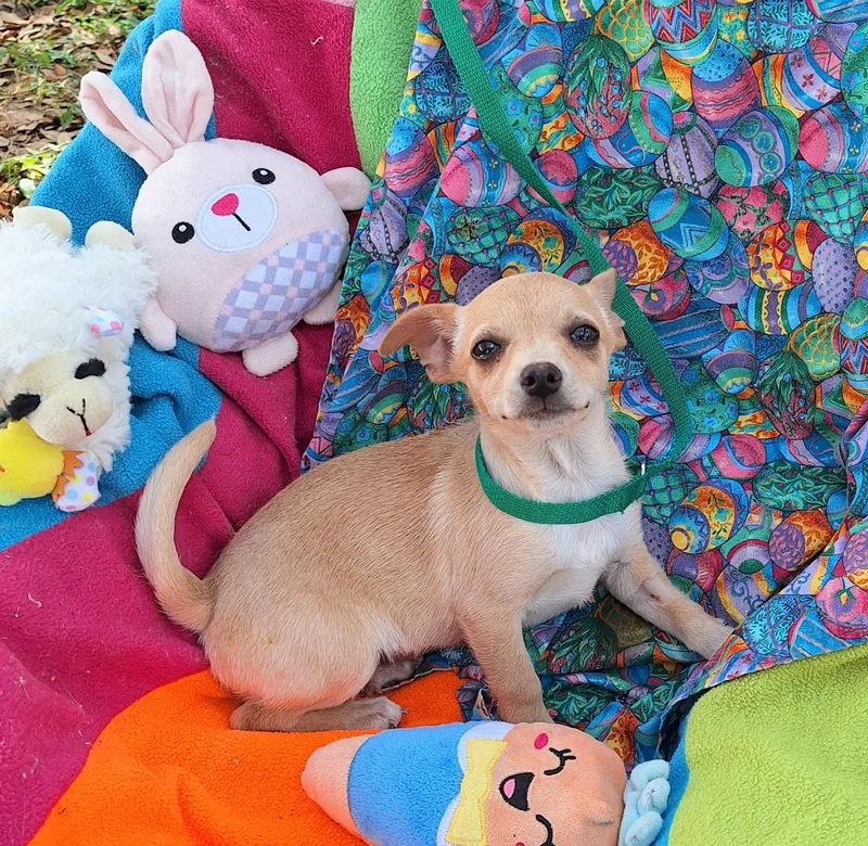 Saska Wvt thumbnail 5